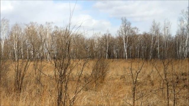 Кедр корейский# Мой Дальневосточный гектар! (Россия, Еврейская автономная область) ч. 3 смотреть онлайн