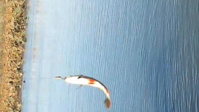 Ловля на спининг смотреть онлайн