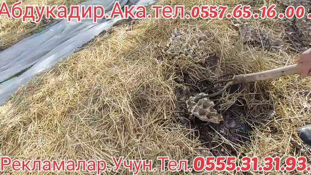 Калифорния Соолжандар Сатылат Арзан Жана Келишм Баада Адрес Сузак Киров Тотия#биогомус#черве#соолжа смотреть онлайн