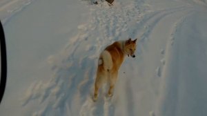 Сравнение сужений  ЧОК и 0,75 чока при стрельбе  с МР155!