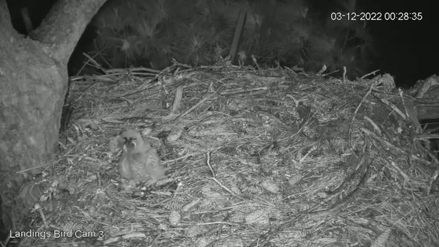 Savannah Great Horned Owls_Owlet swallows a rodent /Совёнок проглатывает первого грызуна смотреть онлайн