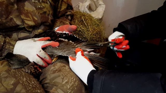 Подрезаем "правильно", крылья подсадным уткам смотреть онлайн