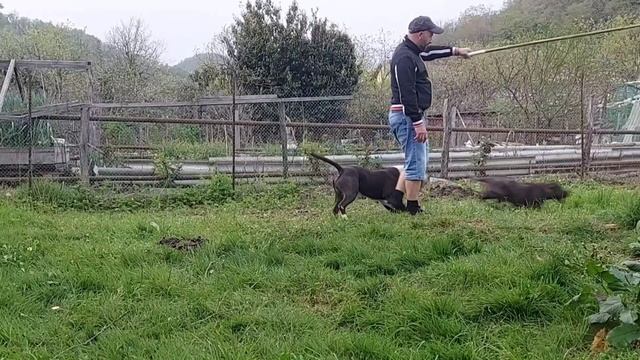 Убрали хурму. Площадка для тренировки Локи и Кэти. Гоняю стаффордов. Озеро. Шашлык. Щенок Пульки смотреть онлайн