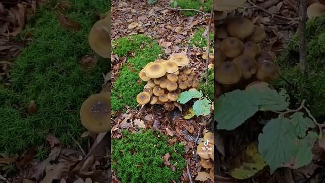 волшебные опята, обожаем их собирать #грибы смотреть онлайн