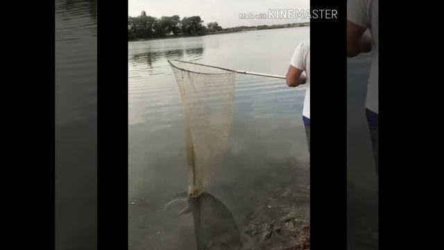 Трофейная Рыбалка на Амура в Бишкеке смотреть онлайн