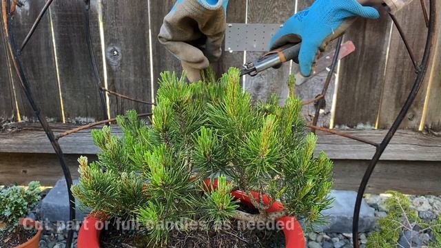 Pumilio Mugo Pine (Dwarf Mountain Pine) Light Prune To Shape - May 13, 2023 смотреть онлайн