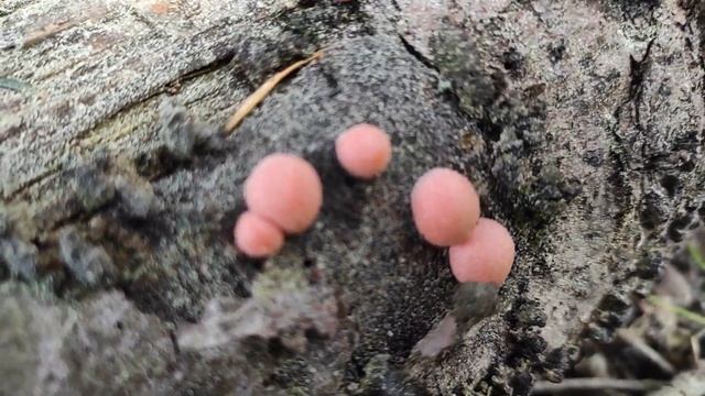 Ликогала Древесная(волчье молоко) опасное создание леса смотреть онлайн