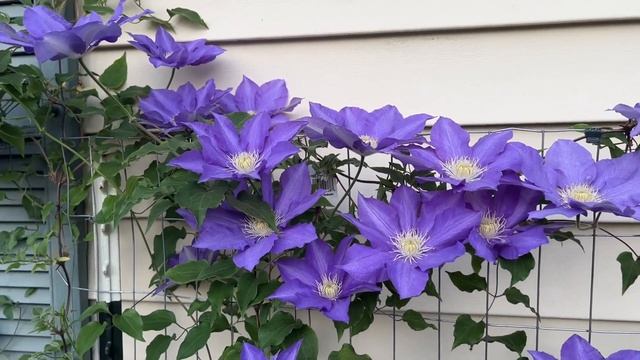 Clematis H F Young May 2023