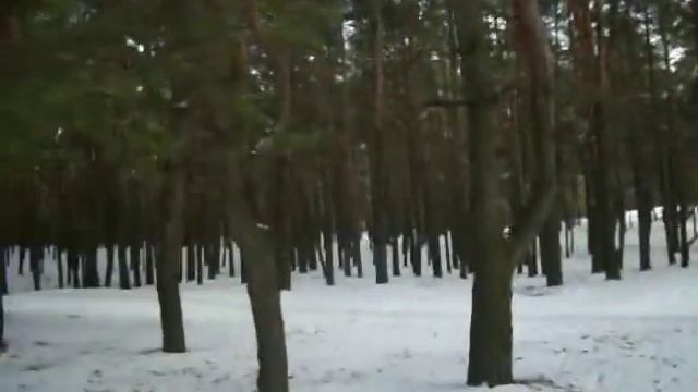 СОСНОВЫЙ ЛЕС смотреть онлайн