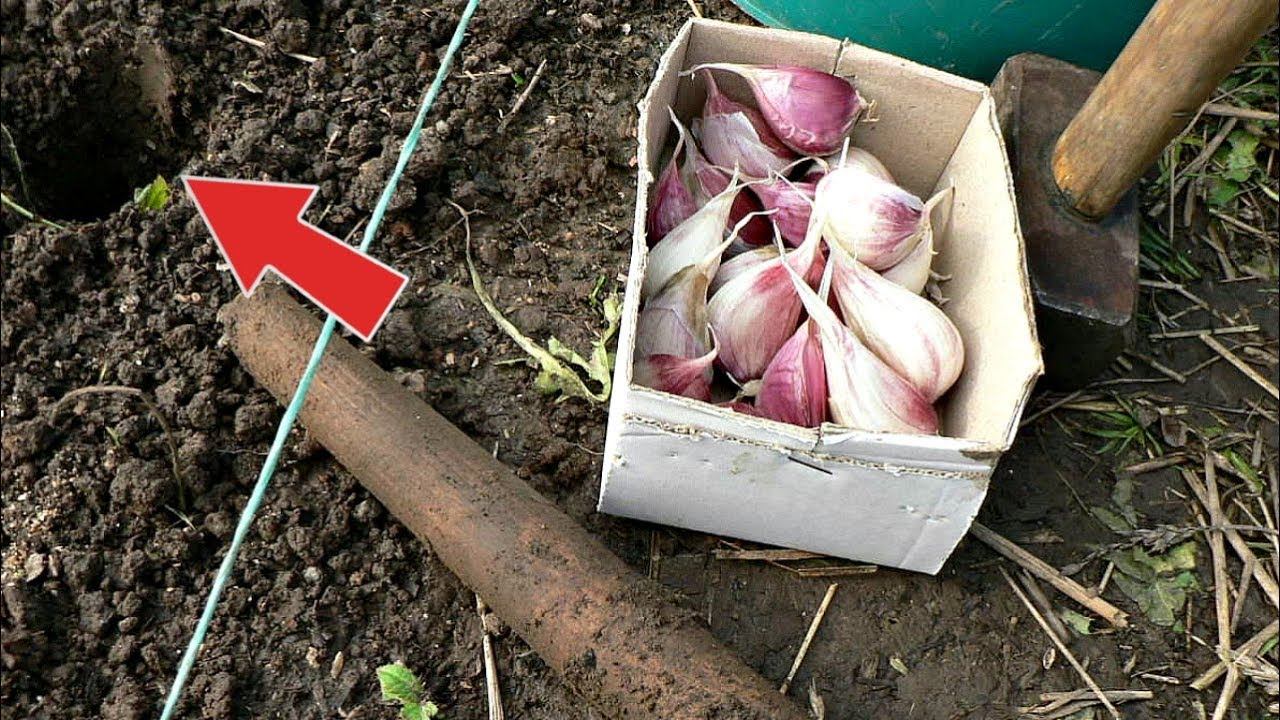 Положите это в лунку при посадке озимого чеснока для крупных головок! смотреть онлайн