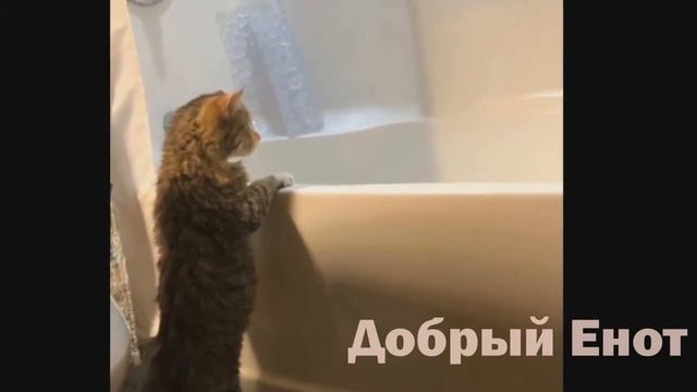 ЭТО ВИДЕО ЗАСТАВИТ ВАС ПЛАКАТЬ | ХОРОШИЕ ПОСТУПКИ ЛЮДЕЙ | ЛЮДИ СПАСАЮТ ЖИВОТНЫХ #52 смотреть онлайн