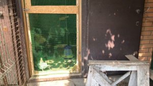 Что сделать чтобы курица квочка перехотела насиживать яйца