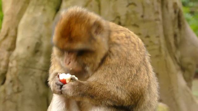 БЕССМЕРТИЕ - Как мы Оказались на Пороге Открытия? Вся правда... смотреть онлайн