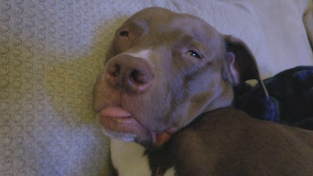 Pitbull Has Wonderful Dreams.  And A Wonderful Life