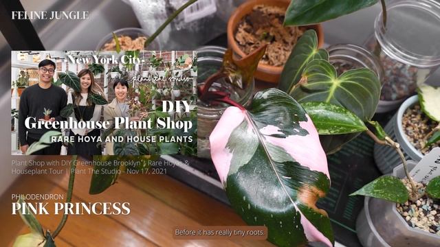 Winter Survival Plant Tools | My Amazon Must-Have Houseplant Essentials смотреть онлайн
