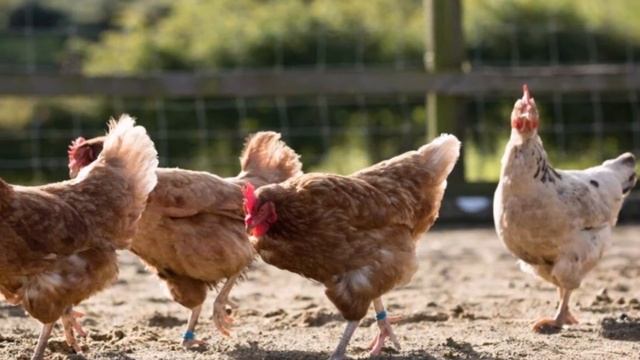 видео занятие по развитию речи В ГОСТИ НА ПТИЧИЙ ДВОР смотреть онлайн