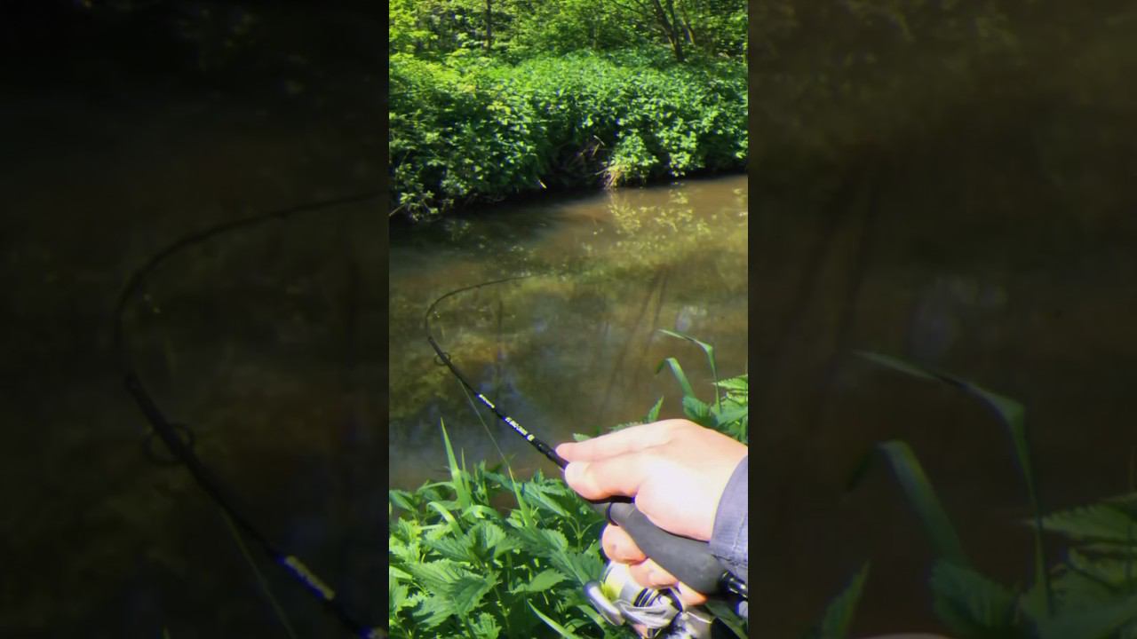 Ох, как загибает! #рыбалка #голавль #спиннинг #xul #нано #ультралайт #fishing смотреть онлайн