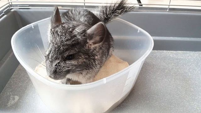 Шиншилла принимает ванны. смотреть онлайн