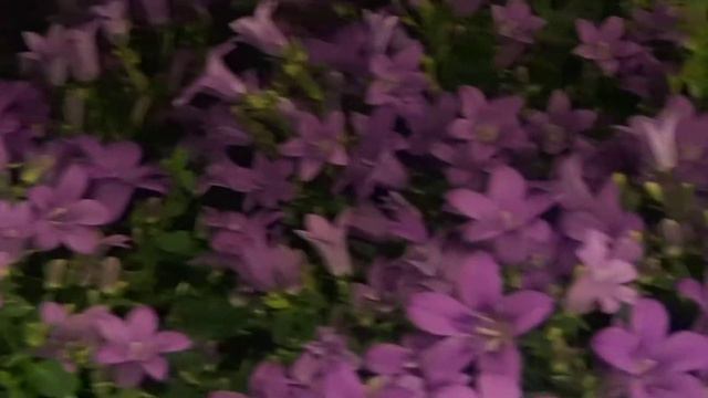 Campanula смотреть онлайн