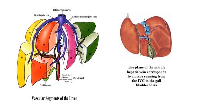 MED LEVEL2 GIT liver & biliary system смотреть онлайн