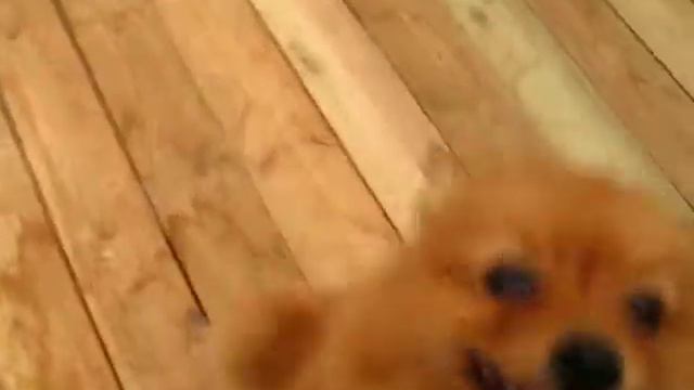 For sale klein spitz Zolotoy Floks Evrik (on video 5 months) смотреть онлайн