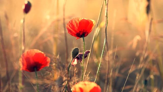 "ЗИНА" стихи Анастасия Одесса смотреть онлайн