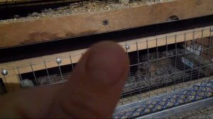 Чем кормить перепелов????