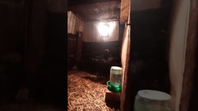 Джерсийский гигант, продолжение!!! смотреть онлайн