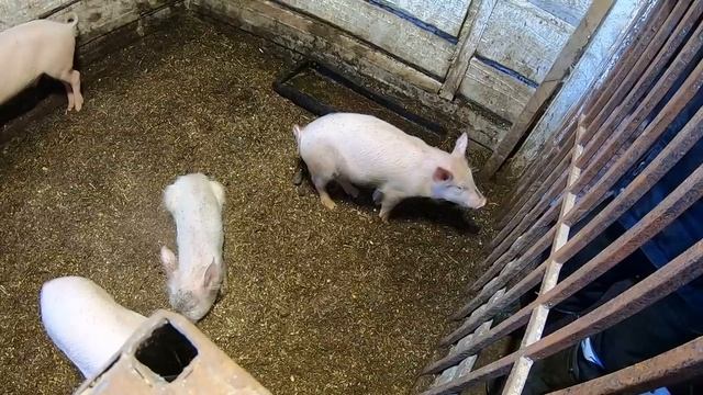 24 Часа в ДЕРЕВНЕ | ВАРИМ КАШУ ПОРОСЯТАМ | теплая будка для собаки | Работа в свинарнике | ВЫХОДНЫЕ смотреть онлайн