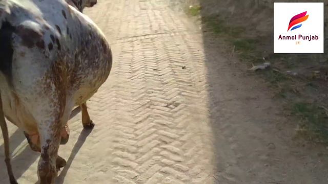 watch subscriber Islam Saab from Faisalabad Pakistan on YouTube 20-05-2021 смотреть онлайн