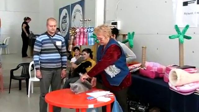 Британская кошка Люси на столе у эксперта смотреть онлайн