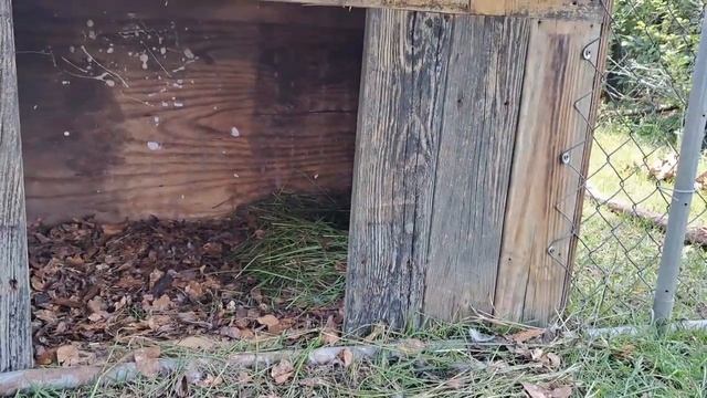 Our New Duck House - Groovy Vibes Farm смотреть онлайн