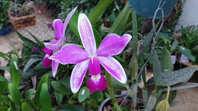 Floração de Orquídeas Linda Cattleya Violácea Semi Alba Estriata Verão x Rafaela x Self - Belíssima смотреть онлайн