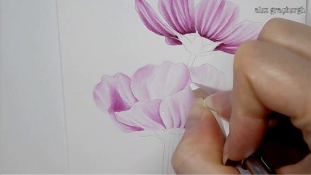 Colored pencil drawing time lapse - Pink Cosmoses
