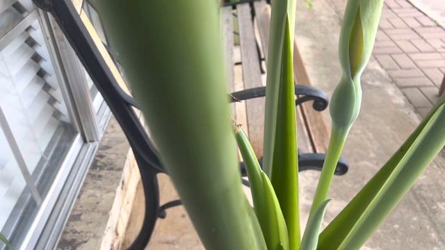 Do ElephantEars Flower | What does elephant ear flowers look like? #elephantears #alocasia #flowers смотреть онлайн