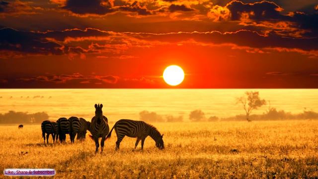 African Music _ African Savannah _ Relax, Study & Ambience-4a7IHDXRG6k