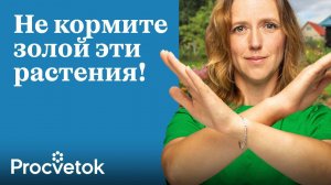 ПОЧЕМУ МНОГИЕ ДАЧНИКИ ВНОСЯТ ЗОЛУ НЕПРАВИЛЬНО: 3 ошибки, из-за которых страдают почва и растения