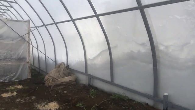Маргаритки зацветают и все уже просыпаются ??☘️ смотреть онлайн