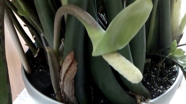 Замиакулькас ЦВЕТЕТ! смотреть онлайн