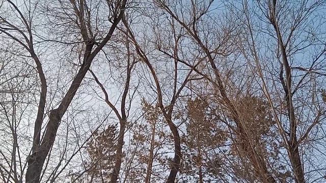 дятел долбит клювом дерево найдите дятла смотреть онлайн