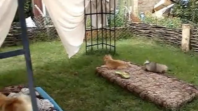 Шпицы на каникулах. Pomeranian spitz смотреть онлайн