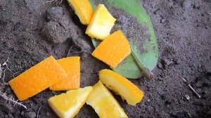 Как опытные огородники используют корки цитрусовых на даче