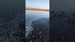 Старощербиновская, мор рыбы, нерест.