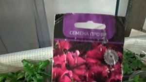 зацвела петуния Аладдин бордовая.Черенок с осенни.