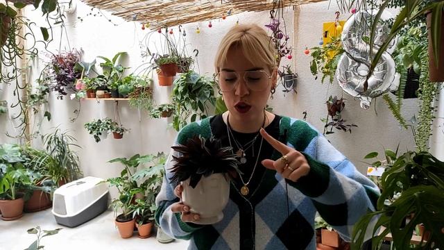 ? Peperomia Caperata Rosso: cuidar plantas de interior en 5 minutos ? смотреть онлайн