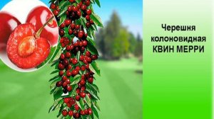 Черешня колоновидная КВИН МЕРРИ