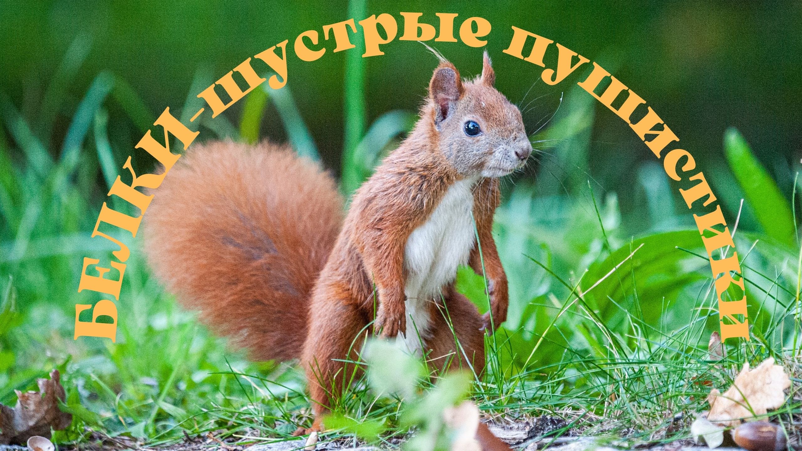 БЕЛКИ - шустрые пушистики. Красивая музыка. смотреть онлайн