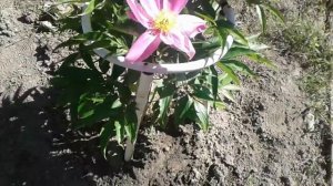 Опоры для Пионов и других цветов из пластиковой трубы.