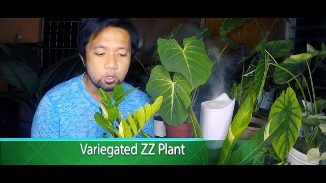 RARE PLANT HAUL - ft. Variegated Heliconia, Variegated ZZ Plant, Philodendron Gloriosum смотреть онлайн