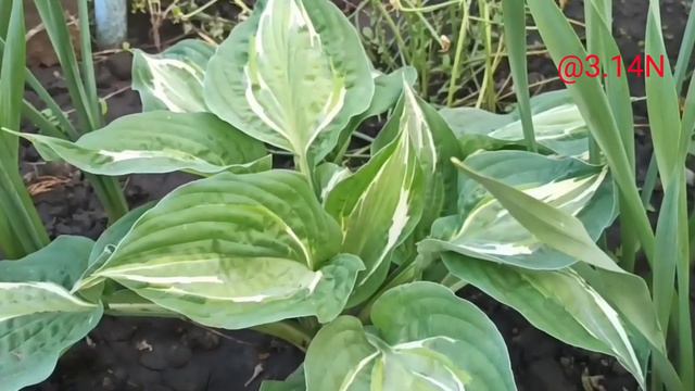 ☘️хоста Snake Eyes#petrnovar #запорожье #hostas #хосты #ретроспектива смотреть онлайн